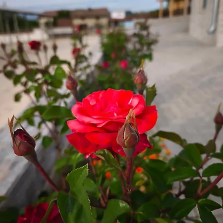 Bali Petrich Petrich (Blagoevgrad)