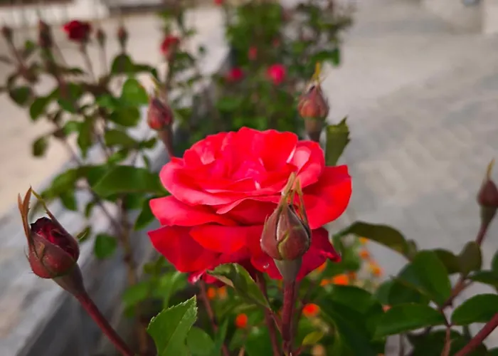 Bali Petrich Petrič